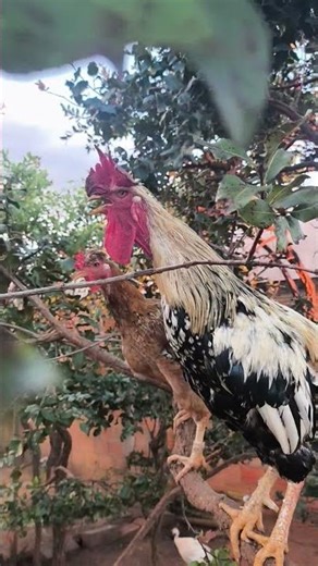 Galo Músico dando show!