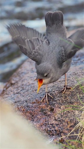 Fledged dippers being fed by parent