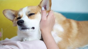 Welsh corgi pembroke dog female owner caress stroking her pet lyingon natural stroking dog on the sofa and enjoying the warm home atmosphere.