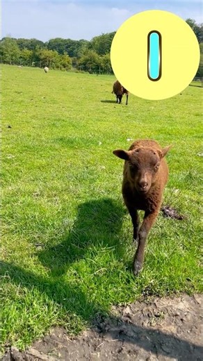 Nature ABCs! 🦋 🐐 🐑 #abcd #kidssongs #kidsvideo #singalong #children #kids #toddlers #abc #nature