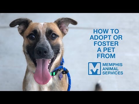 How to Adopt or Foster at Memphis Animal Services