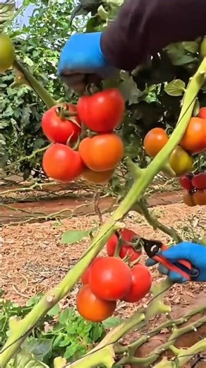 harvesting ripe red tomatoes from the vine using sharp garden shears while wearing blue latex gloves