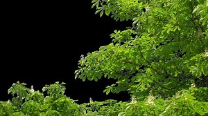 Alpha channel plant tree with a transparent background for overlaying other images during installation