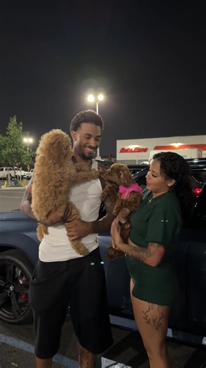 New Standard Poodle Joins Family with Minipoodle