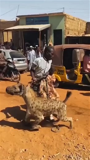 Why they pet hyenas #facts #animalfacts #wildlife