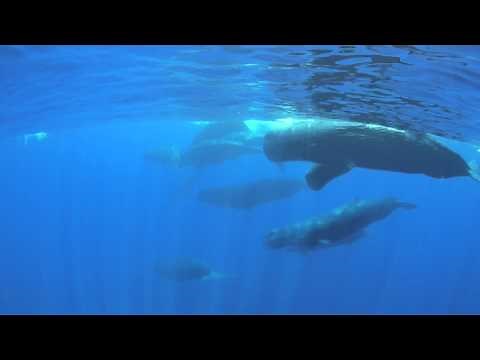 Sperm Whale Clicking Sounds