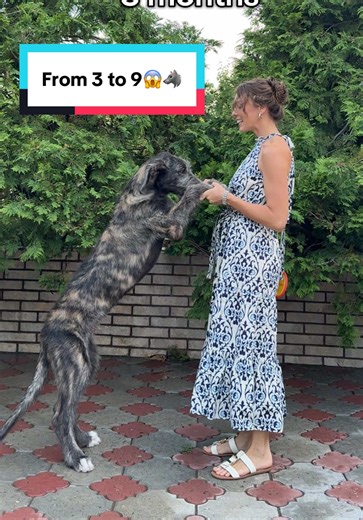 Achilles: The Growth of an Irish Wolfhound Puppy