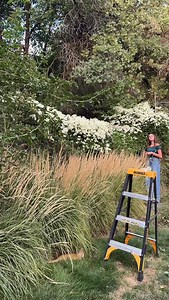 POV: Your September garden smells like vanilla ✨ Sweet Autumn Clematis is stealing the show with its dreamy, star-shaped blooms. 🌿 Snipped a few for a florist order… but of course, I kept some for myself. 💛 #carlythegardenspot #FallGarden #GardenVibes #BloomSeason #FlowerMagic #AutumnVibes #PlantLovers #GardenGlowUp #FlowerLovers #InstaGarden | The Garden Spot