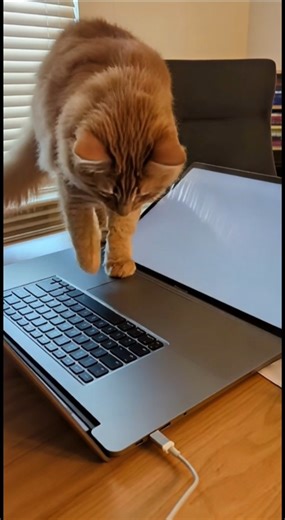 Cat Nap Time: Keyboard Edition 🐯💤⌨️