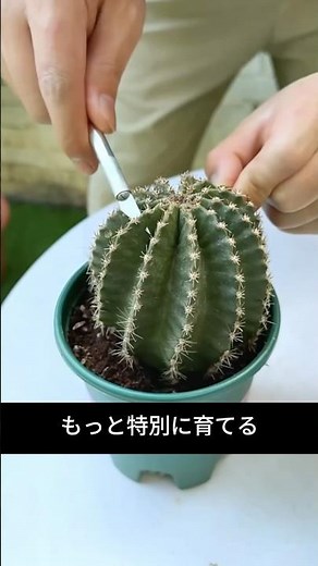 The Magical Grafting Method to Grow Twin Thanksgiving Cacti