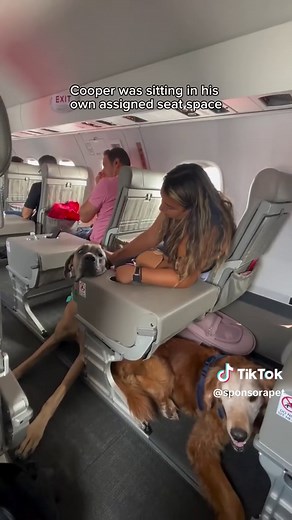 Flying with Large Dogs: JSX Airline Experience