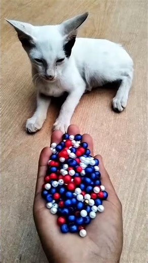 Cat & Dog Watching Reverse Beads and Balls 🐶🐱 | Satisfying Short #shorts #reverse