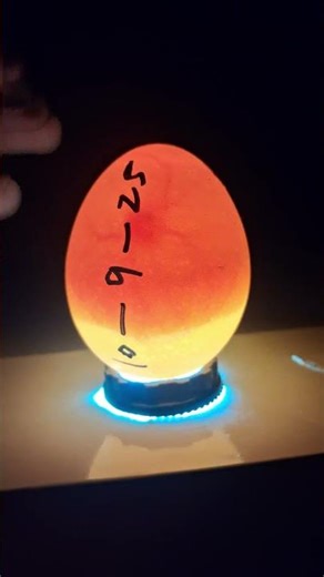 Day 5 of Hatching Eggs: Candling & Rotation Tips!