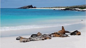 📷 🇪🇨 Découverte de la faune et de la flore aux îles Galápagos. Photos de Jean-Claude Hermans, Communauté GEO ⤵️ | GEO France