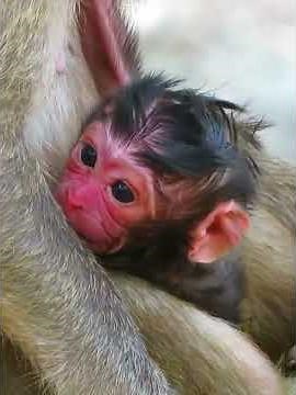 Very Lovely Newborn Baby Monkey #wildlifeentertainment #babymonkey