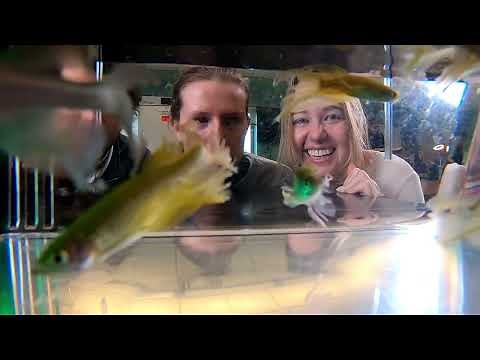 Zebrafish Lab at UNE – Neuroscience and Animal Behavior