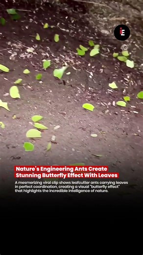🚨 Nature’s Engineering 😳 | Tiny Ants, Massive Intelligence 🚨 #nature