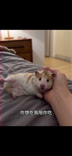Midnight Snack Buddy: Do You Have Any Mouse? | 中文标题: 深夜零食伴侣：你有鼠标吗