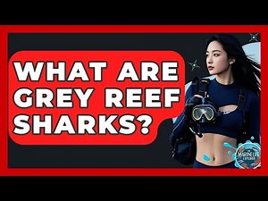What Are Grey Reef Sharks? - The Marine Life Explorer