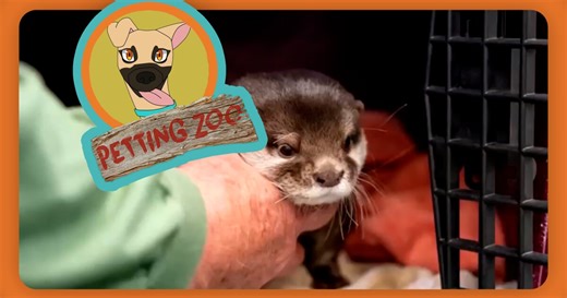 Petting Zoo: Goldens in Golden