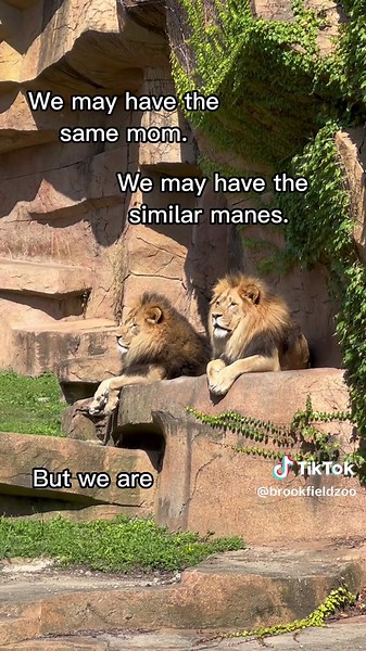 Celebrating National Look-Alike Day with Brutus and Titus, our Amazing Lion Brothers