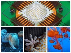 13 groundbreaking scientific inventions that people borrow from nature