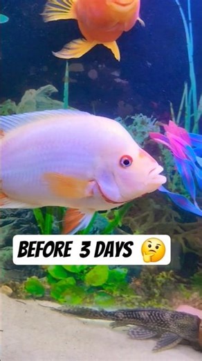 Before & After 3 days Red Devil fish 🤩 #fish #aquarium #shortsviral #viralvideo #ytshorts #shorts