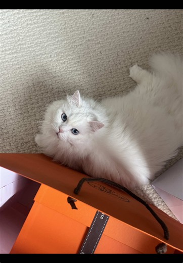 Comment obtenir un sac Hermès sans rendez‑vous