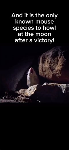 Grasshopper mouse battles a venomous scorpion, then howls at the moon in victory! #nature #science