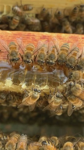 9.2K reactions · 2.1K shares | Le api sono piccole creature incantate, spiriti della natura. I loro movimenti sono incantesimi silenziosi, un intreccio di grazia e armonia, come se fossero creature di un regno incantato. Il loro ronzio melodioso, custodisce il segreto dell'equilibrio naturale, trasformando il nettare in oro liquido e diffondendo un pizzico di incanto ovunque vadano. ✨✨ #natura #biodiversità #armonia #mondo #api #campagna #sardegna #terrareina | Terra Reina | Facebook