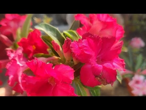 Beautiful adenium flowers and November adenium care tips