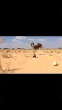 Porsuk Başkan Devekuşunun Fişini Çekiyor. #balporsuğu #komik #keşfet #viral #belgesel