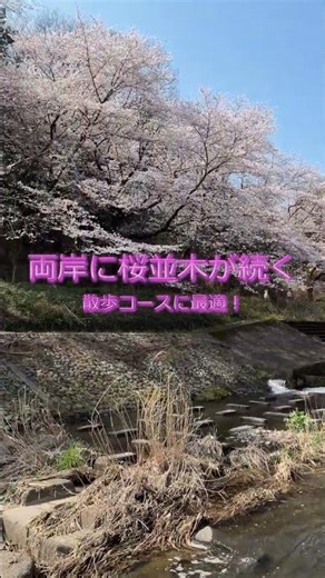 桜おすすめスポット4選 東京都あきる野市