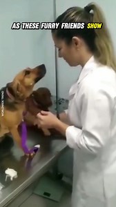 Hilarious Reactions: Dogs Terrified of Injections at the Vet! 😂 #FunnyDogs #DogsAtTheVet #ScaredDogs #DogReactions #DogVaccination | Worldwide Trend