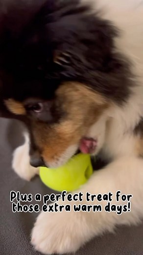 42 reactions | Giving your puppy mental enrichment will help them develop problem-solving skills AND a strong bond with you! That education when they’re young will help them grow up into a dog who’s ready to tackle every challenge by your side—whether that’s agility, obedience training, orrrrrrr figuring out how to open the pantry door all by themselves.  . . . #MyILYPet #IandLoveandYouPet #HealthyDogFood #NewPuppy #PuppyEnrichment | "I and love and you" | Facebook