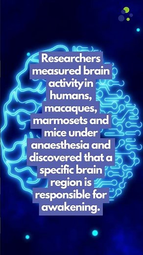 New research | How the brain restores consciousness