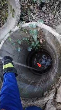 เมื่อพวกเขา กำลังช่วยเหลือเจ้าสิ่งนี้ #wildlife #animals #nature #ular #snake #buaya #python