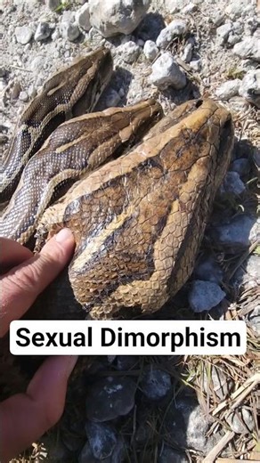 SEXUAL DIMORPHISM IN BURMESE PYTHONS!