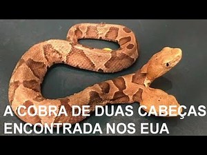 A cobra de duas cabeças encontrada no jardim de uma casa nos EUA