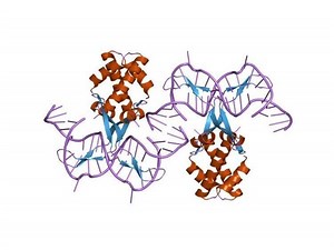 Bacterial DNA binding protein - Alchetron, the free social encyclopedia