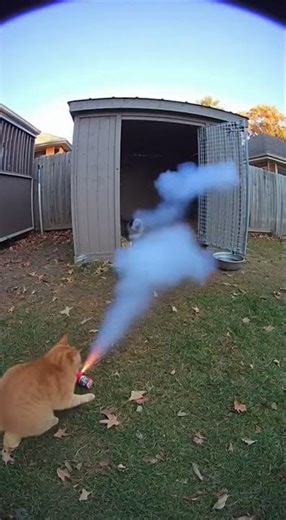 Clever Cat Uses Firework to Scare Dogs Out of Their Shed! #catprank #dogscared #fireworkfail