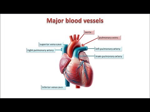 The Vascular System. Blood vessels: structure and function of arteries, veins and capillaries.