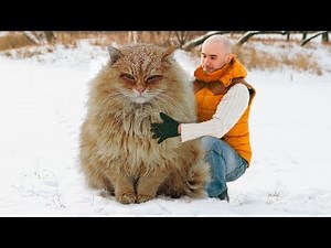 7 Exotic Cat Breeds You Won't Believe Actually Exist