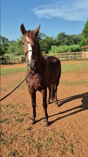 CAVALO DE MARCHA DE CENTRO PARA PICADA! CONSANGUÍNEO NO RINGO D2 E SANGUE DO HERDADE JUPIÁ!