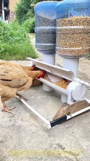 Feeding chickens this way is good.#farming #agriculture #satisfying