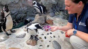 Want to know what it's like to be a trainer of African penguins at Mystic Aquarium? Join Tracy Camp, Supervisor of African penguins, as she leads us through what a typical penguin-filled day looks like! | Mystic Aquarium