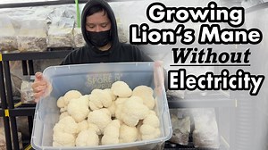 23K views · 300 reactions | Growing Lions Mane Mushrooms in Complete...