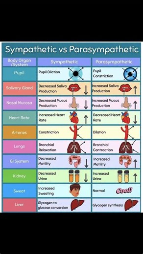 The Neet Ninja on Instagram: "Sympathetic vs parasympathetic nervous system 📝☝️ . . . . . . . . #ntaneet #competitiveexams #pw #trick #chemistry #instagood #biology #biology #allen #neet #neetbiology #instagood #vseprtheory #folloemorefollow #followformoreposts♥️ #feelitreelit #popular #doctor #develpomentofchild #doctortobe👩‍⚕️ #dnafingerprinting #dandfblock #workhard #unacademy #biology #bacteria #bones #basicmaths"