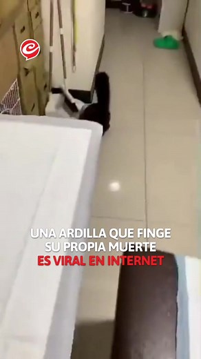 La Ardilla Tinkerbell: Maestra del Teatro Animal