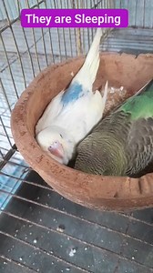 148K views · 2.4K reactions | Budgies baby 殺殺 || budgerigar bird || #budgie #budgiecare #birds #budgie_baby #birdsolution #birdslover #fbyシvideo2024 #budgielife #birdsshow | Bird Solution | Facebook